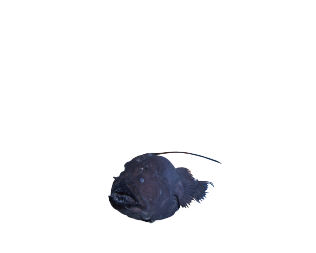深海魚の聖地 Heda 戸田 戸田地区深海魚活用推進協議会 公式ホームページ