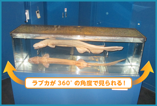 深海魚をみる 深海魚の聖地 Heda 戸田 戸田地区深海魚活用推進協議会 公式ホームページ