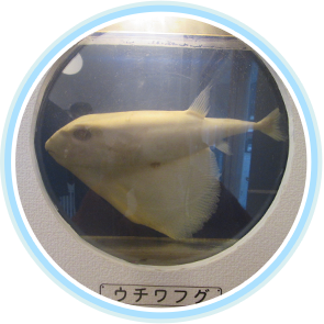 深海魚をみる 深海魚の聖地 Heda 戸田 戸田地区深海魚活用推進協議会 公式ホームページ